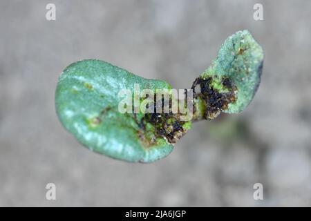 Lupino germinante danneggiato da Delia florilega - maggot di semi di fagiolo o maggot di rapa in un campo di fattoria in primavera. Foto Stock