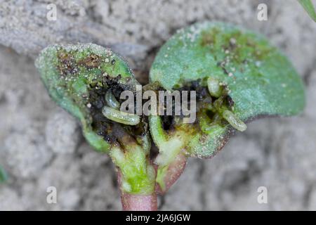 Lupino germinante danneggiato da Delia florilega - maggot di semi di fagiolo o maggot di rapa in un campo di fattoria in primavera. Foto Stock