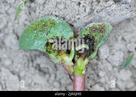 Lupino germinante danneggiato da Delia florilega - maggot di semi di fagiolo o maggot di rapa in un campo di fattoria in primavera. Foto Stock