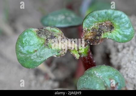 Lupino germinante danneggiato da Delia florilega - maggot di semi di fagiolo o maggot di rapa in un campo di fattoria in primavera. Foto Stock