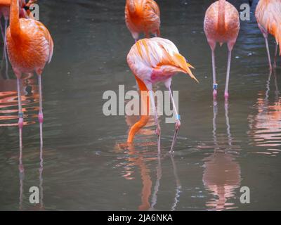 I fenicotteri caraibici, noti anche come fenicotteri ruber americani, sono una grande specie di fenicotteri che si rilassano in acqua Foto Stock