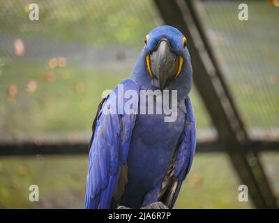 Iacinto macaw (Anodorhynchus hyacinthinus), o hyacinthine macaw, è un pappagallo seduto su legno ceppo nel parco Foto Stock