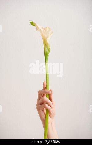 Colpo verticale di donne dainty mano che tiene singolo fiore di Calla contro sfondo bianco parete, spazio copia Foto Stock