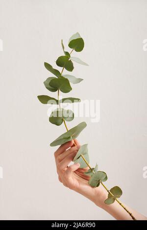 Primo piano verticale di donna irriconoscibile che tiene il ramo di pianta su sfondo bianco, spazio copia Foto Stock