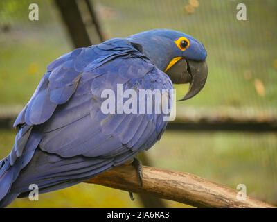 Iacinto macaw (Anodorhynchus hyacinthinus), o hyacinthine macaw, è un pappagallo seduto su legno ceppo nel parco Foto Stock