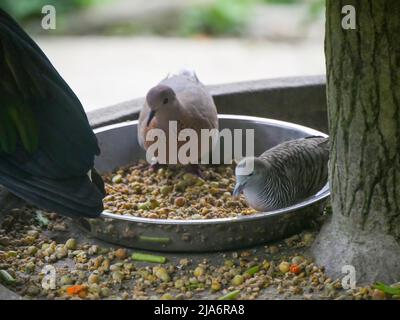 Colomba (colomba larvata) è un uccello della famiglia dei Psittacidi, appartenente alla famiglia dei Psittacidi Foto Stock