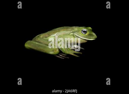 Centrolenidae, rana di vetro in pelle verde lime trasparente. Corpo interno visibile attraverso la pelle. Rana trasparente su nero. Frog ad albero visibile Foto Stock