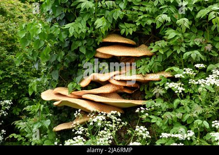 Un fungo con staffa posteriore in fagiano. Foto Stock