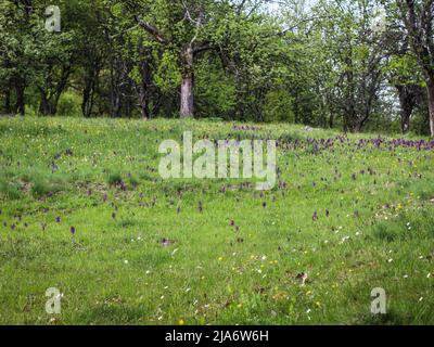 Fiori viola scuro di orchidea alata verde (nome latino: Anacamptis morio) nella Serbia occidentale Foto Stock