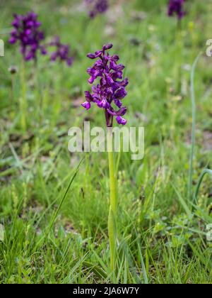 Fiori viola scuro di orchidea alata verde (nome latino: Anacamptis morio) nella Serbia occidentale Foto Stock