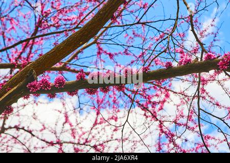 Particolare di fiori rosa in erba su ciliegio con cielo blu Foto Stock