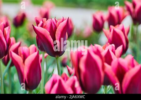 Bella tulipani rosa e viola in primavera Foto Stock