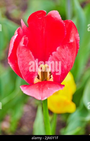 Particolare di tulipano rosso singolo in cima primavera Foto Stock