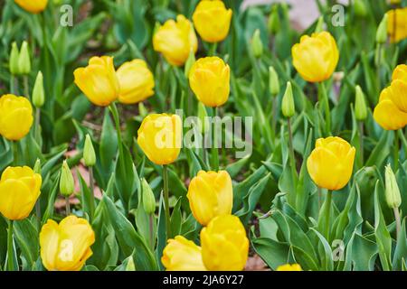 Campo di tulipani gialli primavera da vicino Foto Stock
