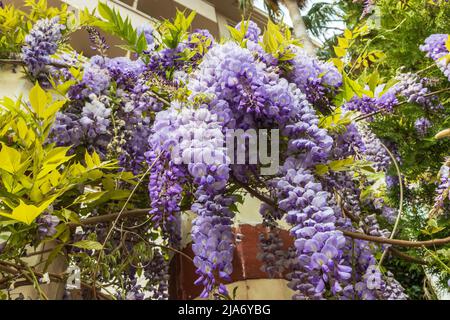 Primo piano di grandi e profumati racemi gocciolanti della fioritura di Wisteria Sinensis. Foto Stock