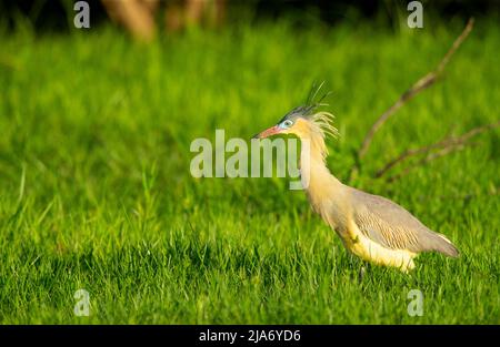 Heron fischiante (Syrigma sibilatrix) Foto Stock