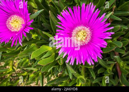 Fiori rosa profondi della pianta di ghiaccio di fico di hottentot anche Carpobrotus edulis, pianta di copertura del terreno. Foto Stock