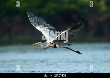 Cocoi Heron (Ardea Cocoi) che vola in basso sul fiume Foto Stock