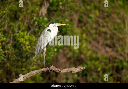 Cocoi airone rosso (Ardea cocoi) Foto Stock