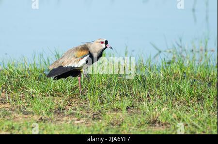 Pavoncella meridionale (Vanellus chilensis) Foto Stock