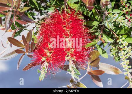 Suggestive punte di rosso Callistemon citrinus anche Crimson fiori di Bottlebrush in un giardino. Foto Stock