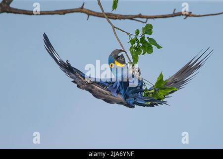 Hyacinth Macaw (Anodorhynchus hyacinthinus) appeso capovolto da un ramo Foto Stock