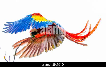 scarlatto macaw in costa rica Foto Stock