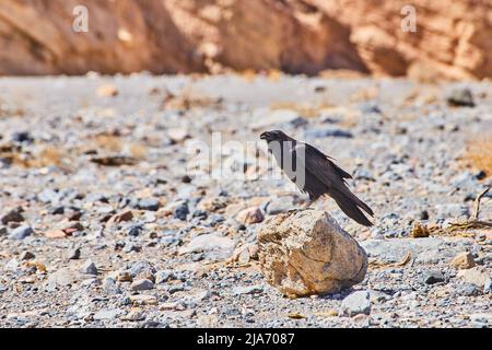 Corvo seduto su piccola roccia in paesaggio desertico Foto Stock