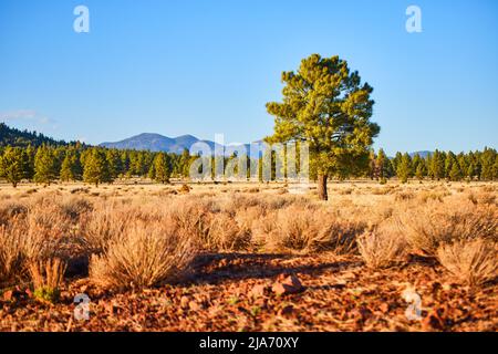 Arbusti desertici in campo con pini soliti e montagne Foto Stock