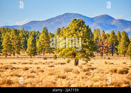 Campo deserto con pini e montagne sullo sfondo Foto Stock