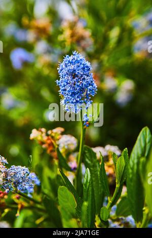 Particolare di fiori blu che fioriscono nella primavera di picco Foto Stock