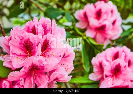 Bush con fiori rosa vibrante fioritura Foto Stock