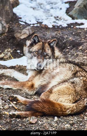 Particolare del lupo solitario appoggiato a terra Foto Stock