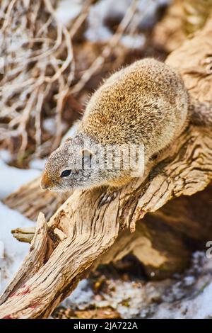 Bel ritratto di suolo scoiattolo su albero di tronchi accanto alla neve Foto Stock