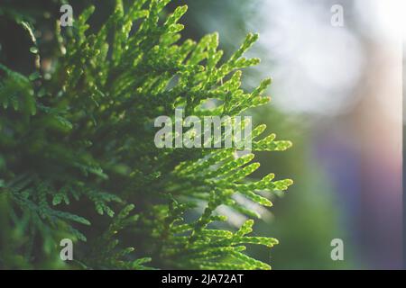 un primo piano thuja. thuja ramo sfondo Foto Stock