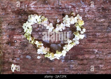 Simbolo del cuore fatto di petali bianchi di fiori di hydrangea su vecchio sfondo di tavole di legno di shabby con vernice di colore incrinato. Foto Stock