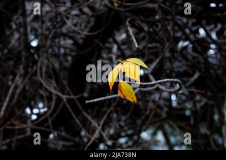 Poche foglie di autunno gialle e verdi rimaste su un albero. Brillante autunno estate sfondo naturale Foto Stock