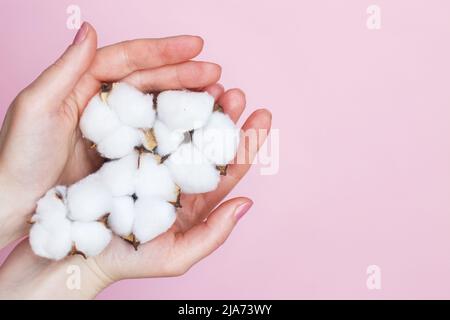 Donna che tiene morbidi fiori di cotone nelle sue mani isolato su uno sfondo rosa primo piano. Copy space. Concetto di prodotti naturali ecologici e cura della pelle Foto Stock