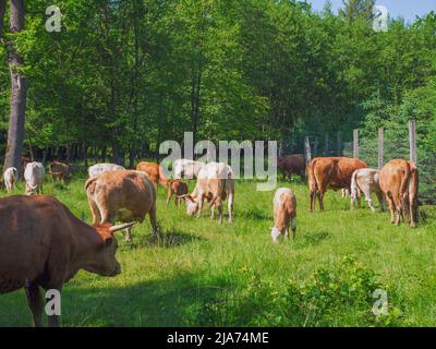 Gregge di mucche su un prato. Mucche marroni e bianche. Prato verde. Foto Stock