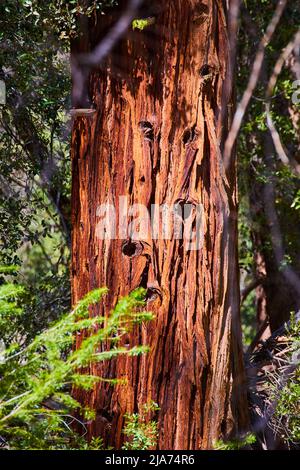 Particolare di tronco di pino gigante con luce dorata Foto Stock