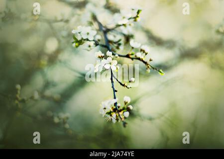 Belle delicate e fragranti fiori di ciliegio bianco sbocciano sui sottili rami dell'albero in una soleggiata giornata di primavera. Natura nel mese di maggio. Foto Stock