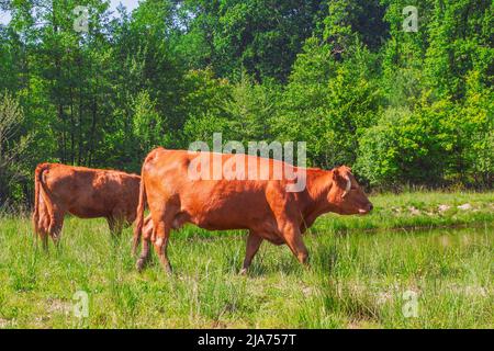 Gregge di mucche su un prato. Mucche marroni e bianche. Prato verde. Foto Stock