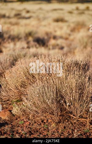 Dettagli arbusti nel deserto in Arizona Foto Stock