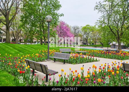 Freimann Square nel centro di Fort Wayne, Indiana, durante la primavera di picco con giardino di tulipani mozzafiato Foto Stock