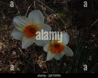 Daffodil poeta selvaggio-crescente nella foresta. Foto Stock