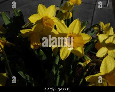 Narcisi in un'urna dai gradini della chiesa. Foto Stock