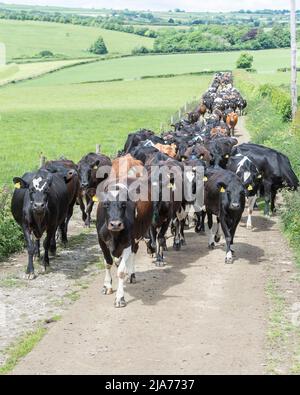 mungendo le mucche che che vengono dentro per mungere Foto Stock