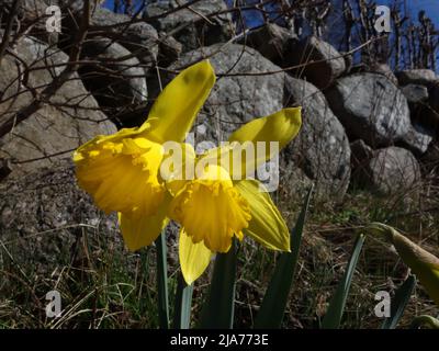 Lungo il recinto di pietra, i naffodils sono in fiore. Foto Stock