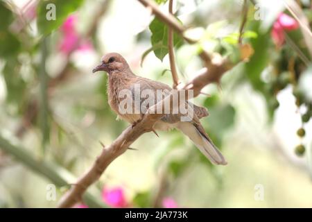 Colomba di palma o colomba ridente, Spilopelia senegalensis, in un albero di palma di datteri, Saar, Regno del Bahrain Foto Stock