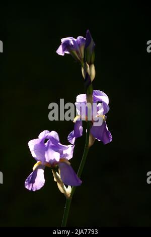 Iride viola germanica, iride germanica, in un giardino, Szigethalom, Ungheria Foto Stock
